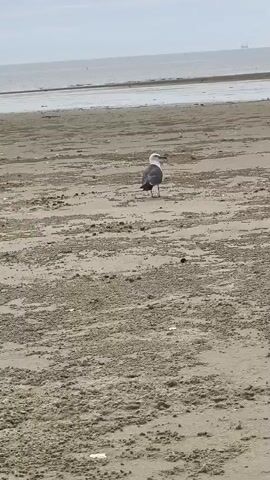 A seagull stands on a sandy beach near the ocean. The sand is wet and rippled, indicating the tide has recently receded. The seagull is facing away from the camera and towards the ocean. The sky is overcast.