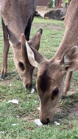 The video shows two deers eating white objects on green grass. The deers are light brown and have short horns. One deer stops eating and looks around. The background shows trees, a building, and a rock.