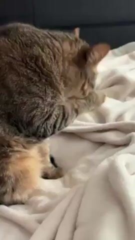 A close-up shot shows a tabby cat on a light pink blanket. The cat is grooming itself, licking its front paw and then using the paw to wash its face. The cat is facing away from the camera. The background is slightly blurred and appears to be a dark couch.