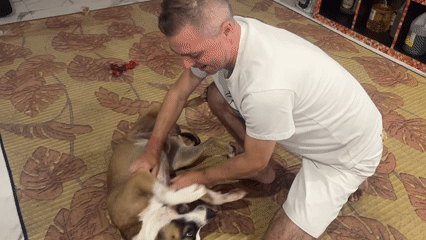 Dog enjoys a belly rub on the living room rug