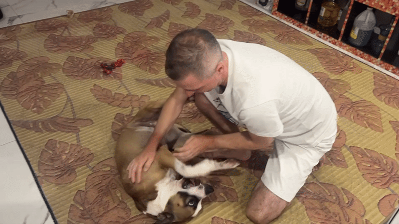 Dog enjoys a belly rub on the living room rug