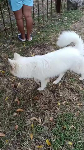 A medium shot shows a white, medium-sized dog walking on grass covered in dried leaves towards an iron gate. Behind the gate, another, smaller dog stands. A child wearing blue shorts and sandals is standing near the gate, closer to the camera. The video is filmed outside, and trees are visible in the background. The white dog stops at the gate, barking at the smaller dog behind it. The child is standing still.