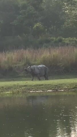 The video shows a rhinoceros walking in a grassy field next to a body of water. The rhino is gray and appears to be wet. In the background, there is a line of tall grass and trees. The water is calm and reflects the trees on the opposite bank. There is no discernible sound in the video.