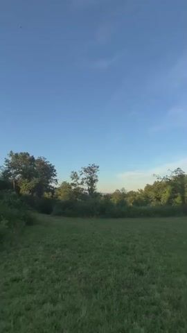 This is a vertical video clip, likely filmed on a mobile device, capturing a scenic landscape. The setting is an outdoor area with a gently rolling grassy field in the foreground. Beyond the field, a dense forest of green trees lines the horizon, leading up to a series of verdant, tree-covered hills or mountains in the background. The sky is a clear, bright blue with wispy white clouds streaked across it, suggesting it is daytime. The lighting indicates it could be late afternoon or early morning, with a soft, even illumination across the scene. There are no people or man-made objects visible, emphasizing a natural and somewhat remote environment. The overall mood conveyed is one of tranquility and natural beauty. The location context of Campochiaro, Italy, places this scene in a mountainous or hilly region of Southern Italy.