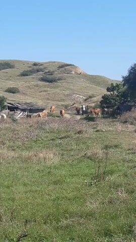 A herd of light brown cows are gathered near a rustic wooden structure and a fence in a grassy, hilly area under a clear blue sky. One person, wearing a white shirt and dark pants, is standing near the fence interacting with the cows. The ground is covered in dry grass and weeds.
