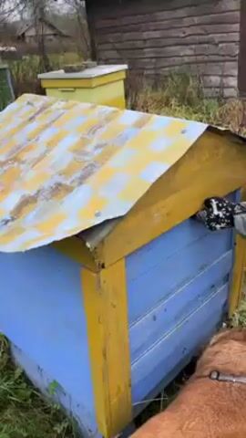 The video begins with a medium shot of a blue and yellow beehive. A person wearing gloves opens the lid of the beehive, revealing the interior, which contains several frames. The camera zooms in to display the inside of the hive in detail. A reddish-brown dog is standing near the hive throughout the video. The scene takes place outdoors in a grassy area, with a building and other beehives visible in the background.