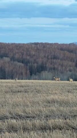 The video shows three deer in a field. The field is covered in dry, brown grass. In the background, there is a forest of bare trees and a blue sky with some clouds. There are power lines running across the top of the frame. One of the deer is walking toward the camera while the other two are standing still.
