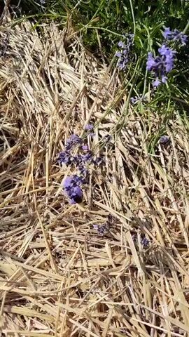 The video shows a close-up of a lavender plant with purple flowers. The plant is covered in dry, golden straw or mulch. Sunlight is illuminating the scene, creating shadows and highlighting the textures of the straw and flowers. The camera is positioned low, close to the ground, giving the impression of being at insect-level. There are no people or animals visible in the frame, only the plant and its surrounding mulch.