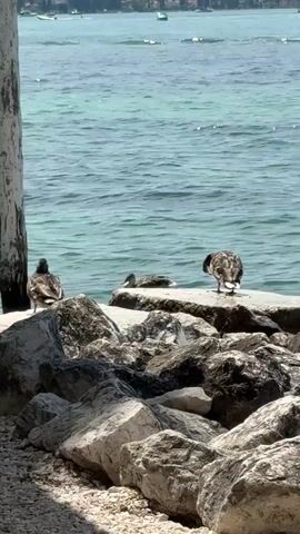 Three ducks are on a rocky shore next to a body of water. Two ducks are standing on a large flat rock, and one duck is partially submerged in the water. The ducks appear to be grooming themselves. The water is clear and blue, and the sky is a light blue with some white clouds. There is a wooden pole on the left side of the frame. The overall scene is peaceful and serene.