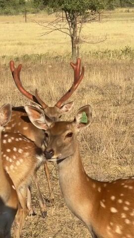 This video shows a herd of spotted deer in a dry, grassy field. The deer have ear tags. A male deer with large antlers is in the foreground, facing the camera. The antlers are reddish-brown and branched. Other deer are visible in the background, some facing away from the camera. A single tree with sparse leaves is in the background, along with a fence. The lighting suggests it is daytime.