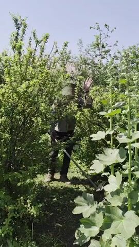 A person, wearing a green hooded jacket and dark pants, is using a string trimmer to cut dense green foliage. The person is partially obscured by the greenery, but their stance and the tool suggest they are actively trimming a hedge or dense bushes. A long-handled tool, possibly a hoe or a similar garden implement, lies on the ground near the person's feet. The scene is set outdoors, with bright sunlight suggesting a clear day, possibly late morning or early afternoon. Tall plants with large leaves are visible in the foreground to the right. The background consists of more dense green vegetation and a hazy sky. There is no visible text in the media. The overall impression is of yard work or garden maintenance in a rural or suburban setting, likely in Novosisoevka, Russia, given the location context.