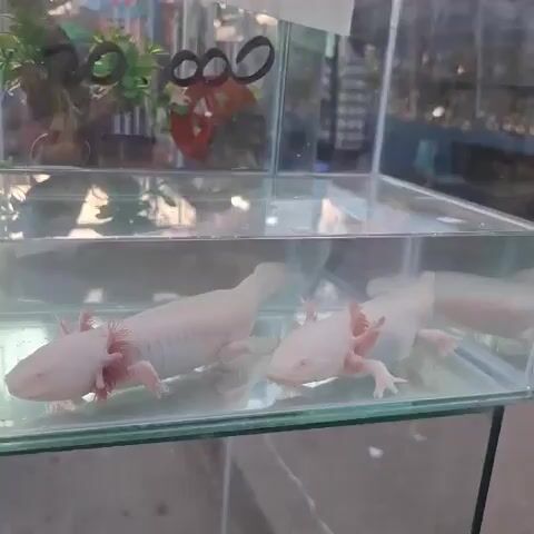 This is a close-up video of two pale pink axolotls in a glass aquarium. The axolotls are facing forward and appear to be resting on the bottom of the tank. The aquarium is filled with clear water and has some artificial plants in the background. The lighting is dim, and the focus is on the axolotls. The video appears to have been shot at an eye-level perspective.