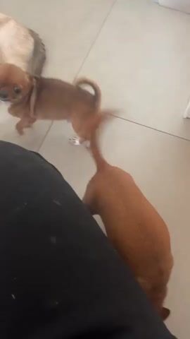 A person's legs are in the foreground, wearing black pants. A group of puppies and kittens are interacting around the person's legs. One tan chihuahua puppy is standing on its hind legs reaching towards the person's hand. Another smaller brown chihuahua puppy is also reaching out. A black and tan puppy is on the left side of the frame. Several light-colored kittens are clustered near a siamese cat which is lying down in the background.