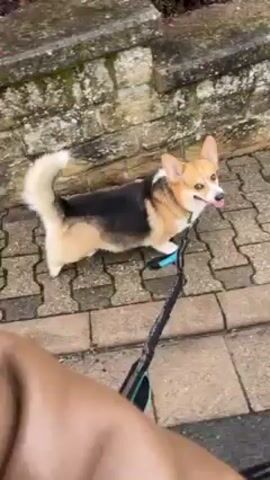 The video shows a corgi dog standing on a paved walkway. The dog has a tri-color coat of tan, black, and white, with pointed ears and a tail that curls upwards. Its tongue is visible, suggesting it may be panting. The dog is leashed, with the leash held by an unseen person who is walking it. Part of the person's arm and hand are visible in the foreground. The walkway is composed of interlocking gray pavers, and a stone wall is visible in the background. The weather appears overcast, and the overall scene suggests a casual, outdoor setting.