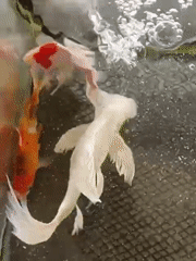Koi fish in a tank at a mosque in Indonesia