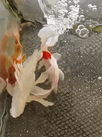 Koi fish in a tank at a mosque in Indonesia
