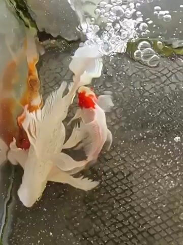 The video shows two koi fish swimming in a tank. One koi is predominantly white with red markings on its head, while the other is orange and white. They are swimming near the surface of the water, which is disturbed and creating bubbles. A black mesh material is visible at the bottom of the tank. The lighting suggests it is daytime.