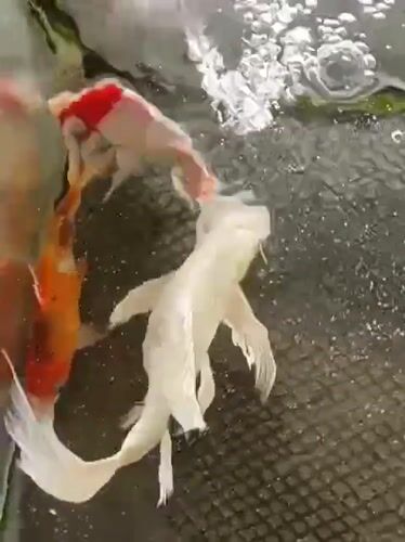 Koi fish in a tank at a mosque in Indonesia