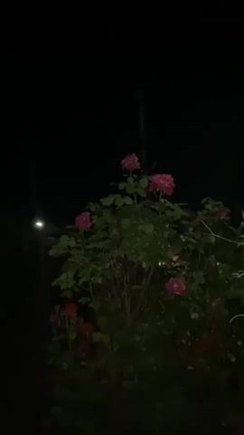 The video begins with a nighttime shot of a rose bush with several pink roses in bloom. The scene is dimly lit, with a bright light visible in the distance. The camera pans to the right, revealing more of the garden and a glimpse of a building. The video then focuses on a cluster of mushrooms growing among the foliage. The camera continues to pan, showing more of the garden at night, with plants and trees creating a dark and shadowy environment. The last shot shows a large leafy plant with pink flowers, suggesting a continued exploration of the garden at night. The overall impression is one of a tranquil and mysterious nighttime garden.
