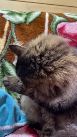 A medium shot captures a fluffy, tabby cat sitting on a colorful floral blanket, diligently grooming its head and face with its paws. The cat is positioned against a backdrop of light-colored wooden paneling. A soft, light blue cloth rests near the cat, partially under its paws. The cat's focused attention on its grooming is the primary activity in the scene.