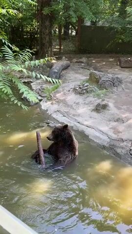A brown bear sits in a pond of murky water in an outdoor enclosure with trees and green vegetation. The bear holds a thick, brown tree branch vertically, occasionally appearing to chew on it. The enclosure has a sandy bank with rocks and logs. The water is murky, with sunlight reflecting off its surface. A fence is visible in the background.