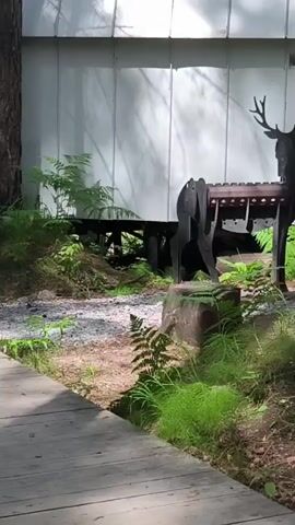The video shows a black metal deer sculpture with a grill on its back, standing in a wooded area near a white building. Ferns and other greenery surround the sculpture. The camera pans to the right, revealing more trees and foliage. The lighting suggests it is daytime.