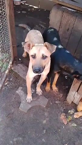 The video begins with a close-up of a tan dog standing on uneven ground. Behind it, a black dog with tan markings is partially visible. To the right, another tan dog is seen behind a metal cage, with its head peeking through the bars. The camera then pans to the right, focusing on the tan dog in the cage. It looks at the camera, then to the side, and then back at the camera, appearing to be making eye contact. The scene then shifts to a black dog with tan markings, looking directly at the camera. To its left, a tan dog is partially visible. The tan dog in the cage is visible to the right, with its head between the bars. The video seems to be filmed outdoors in a somewhat unkempt area, with dirt and debris on the ground and wooden structures in the background. The dogs appear to be interacting with each other and the camera.