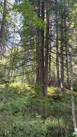The video shows a dense forest with tall evergreen trees and some deciduous trees with green leaves. The ground is covered with various green plants, including ferns and low-lying bushes. Sunlight filters through the tree canopy, creating dappled patterns on the forest floor. A dirt path is visible in some parts of the video, winding through the trees. The scene appears to be a natural, undeveloped environment. There are no people or animals visible in the video. The video captures the lushness and tranquility of the forest.