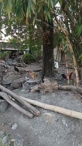 This is a video of a rural yard with several chickens. There is a large tree in the center of the frame, and a building in the background. The ground is covered in dirt and debris, and there are several large rocks and logs scattered around. The chickens are of various colors and sizes, and they are seen walking around and pecking at the ground. The video is shaky and the lighting is uneven, suggesting it was filmed with a handheld device.