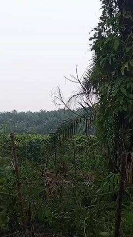 A still, vertical video shows a dense, overgrown area of green vegetation. In the foreground, there are bamboo poles and branches, with thick foliage obscuring much of the ground. In the mid-ground, more green plants and some taller trees are visible, including a prominent palm frond on the right. In the background, a vast expanse of palm trees stretches across the horizon, suggesting a plantation or forest. The sky above is overcast and a pale grey. There are no people, animals, or discernible actions in the video.