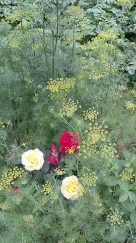 A medium-angle, upward shot shows a cluster of garden plants. The foreground is dominated by lush green dill-like foliage and feathery leaves, interspersed with small yellow flower clusters. Nestled within this greenery are three roses and one wilted dark red flower. A vibrant red rose is prominent in the center-right, while two creamy yellow roses are positioned in the lower left and lower right of the frame. To the left of the red rose, a dark red flower is shown in various stages of decay, with petals wilting and a desiccated center. The background consists of more green foliage, possibly ivy, which is slightly out of focus. The lighting is natural and diffused, suggesting an outdoor setting, likely a garden, during the daytime. There are no people or animals visible in the video.