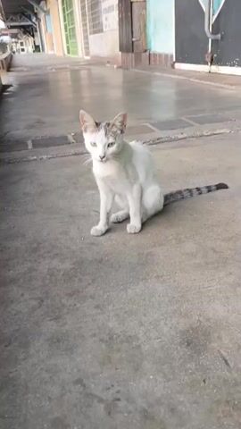 The video depicts a white and gray cat sitting on a concrete sidewalk in front of several buildings. The cat is the primary subject and is centrally located in the frame. It appears to be looking directly at the camera with a slightly curious expression. The sidewalk appears wet, possibly from rain. The buildings in the background are a mix of styles, some with green painted window frames and others with metal security gates. One building has signage that reads "FAELCA". The area appears to be a quiet, possibly commercial district. The video is stable, with no apparent camera movement.
