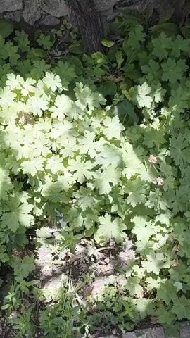 The video shows a top-down view of a ground-level area densely covered with green plants. The leaves of the plants are lobed and appear somewhat palmate, with distinct veins visible. Sunlight filters through, creating dappled light and shadow patterns on the foliage. Some of the leaves are brighter, suggesting they are closer to a light source or are catching more direct sunlight. In the background, there are hints of a stone wall and possibly a tree trunk. The ground beneath the plants is visible in patches, appearing to be soil and gravel. The overall impression is of a lush, somewhat wild garden or natural area. There are no people or animals visible in the video.