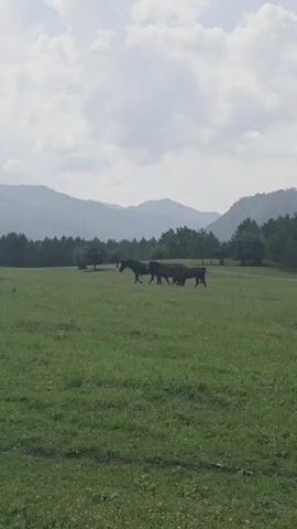 A group of horses walk across a green pasture. In the background, there are trees and mountains under a cloudy sky. The video is short and does not contain any explicit content.