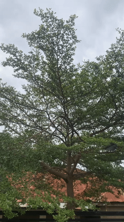 Daily life documented across Nigerian communities shows wildlife and routine
