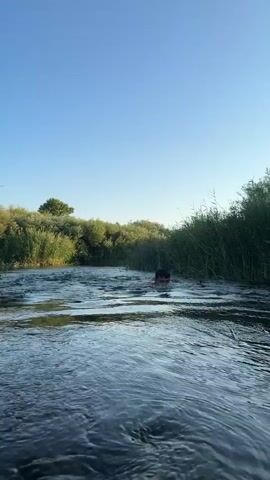 A person is swimming in a shallow river. The water is clear and flowing, with reeds lining the banks. The sky is a clear blue, and the sun is shining. The person is partially submerged in the water, with only their head and shoulders visible. The camera is at water level, giving a low-angle perspective of the scene. The video is short, lasting only a few seconds.