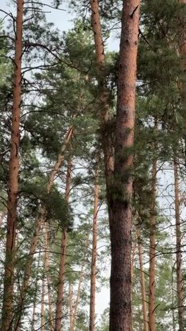 The video shows a close-up view of tall pine trees with reddish-brown bark and green needles. The camera is positioned low, looking upwards through the canopy of the trees towards a cloudy sky. The lighting is diffused, suggesting it is daytime but not necessarily bright sunlight. The trees are densely packed, creating a sense of a forest. There are no people or animals visible in the frame. The focus is on the texture and vertical lines of the tree trunks and branches.