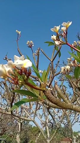 The video shows a close-up view of branches of a frangipani tree against a clear blue sky. The branches are bare and have a rough, textured surface. Small clusters of white and yellow flowers are blooming on some of the branches, along with a few green leaves. The camera moves slowly, providing a detailed look at the flowers and branches, highlighting the natural beauty of the scene. The overall impression is one of natural tranquility and the gentle unfolding of life.
