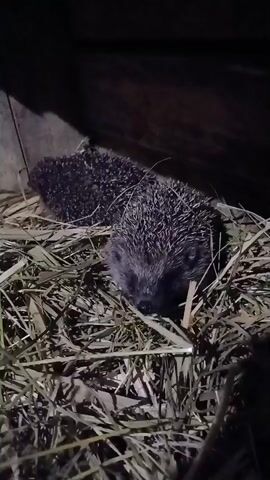 Two hedgehogs are nestled in a pile of dry grass. The hedgehog in the foreground is facing the camera and appears to be sniffing the grass. The second hedgehog is partially visible behind the first. The scene is dark, suggesting it is nighttime or the area is poorly lit. The hedgehogs are in a sheltered area, possibly a den or nest, with wooden structures visible in the background. The overall impression is of a quiet, natural moment.