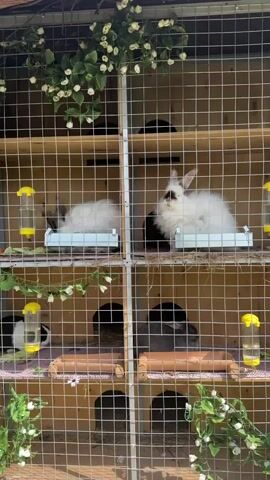 A multi-level wire cage houses several rabbits. In the top left cage, a white rabbit with grey ears lies down. In the top right cage, a fluffy white rabbit with a darker face sits upright. In the bottom left cage, a black and white rabbit and a grey rabbit are visible. A water bottle is attached to the cage in each section. Green faux foliage with white flowers is draped over the top and sides of the cage. The cage appears to be outdoors in natural light.