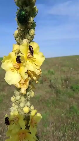 A close-up shot focuses on a tall stalk of yellow mullein flowers, dotted with several black and brown beetles. The flowers are in various stages of bloom, with some fully open and others still in bud. The stalk is covered in soft hairs and has a fuzzy appearance. At the very top of the stalk, a single iridescent green beetle is visible.

In the background, a vast, open field stretches towards the horizon. The field appears dry and sparse, with patches of green and brown grass. A gentle slope rises in the distance, leading to a hazy, indistinct background. The sky above is a clear, bright blue, with a few wispy white clouds scattered across it. The overall lighting suggests it is daytime, likely mid-morning or afternoon, with bright sunshine illuminating the scene.

The perspective is low, looking up at the flower stalk, which dominates the foreground and slightly angles to the right. The camera is focused on the flowers and insects, with the background softly blurred, creating a shallow depth of field. The presence of the beetles on the flowers suggests they are either feeding or resting. The environment appears natural and rural, consistent with the location of Krasnostepnovskoye, Russia, which is known for its steppe landscapes. There is no visible text in the media.