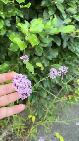 A hand is shown gently holding a cluster of small, light purple flowers. The flowers have a delicate appearance and are arranged in a rounded shape. Behind the flowers, a dense green hedge forms the background. The hedge is made up of many leaves. The video appears to be filmed outdoors, with natural lighting. The focus is on the flowers and the hand, with the background slightly blurred.