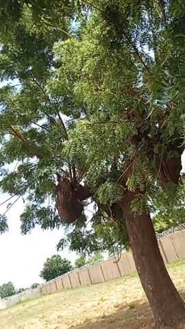 The video shows a large tree with a dense canopy of green leaves against a bright, overcast sky. The trunk of the tree is thick and brown, with visible bark texture. A large, bulbous growth, possibly a burl or a very old beehive, is attached to the trunk on the left side of the frame. In the background, a light-colored fence with barbed wire at the top runs horizontally. Beyond the fence, there is a field with dry grass and some scattered trees in the distance. The overall lighting suggests it is daytime.