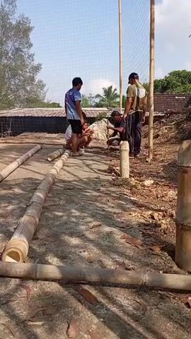 Several men are working outdoors on what appears to be a construction project. In the foreground, several large bamboo poles are laid out horizontally on the ground. In the background, three men are gathered around a vertical bamboo pole that is part of a larger structure, possibly a net or fence. One man is crouched down, appearing to be working on the base of the pole with a tool, while two other men stand nearby, observing or assisting. The environment is dusty and dry, with some vegetation and buildings visible in the distance. The sky is clear and blue.