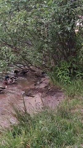 A flock of mallard ducks swims in a muddy shallow body of water near the bank of a pond or lake. The water is murky brown and the bank is muddy with some exposed soil. Lush green foliage from a tree overhangs the water and bank. Tall grass grows along the edge of the bank in the foreground. Several ducks are visible, with some swimming closer to the camera and others further back near the bank. The ducks have brown and green plumage.