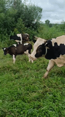 Cattle grazing a wildflower meadow in rural Karsha, Russia