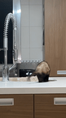 Pet Ferret Captured in Early Morning Home Videos Mexico