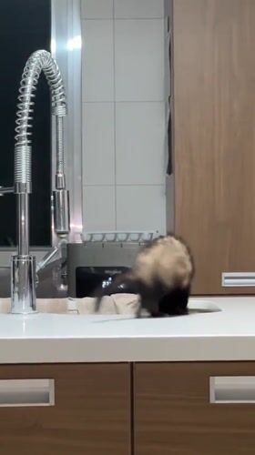 Pet Ferret Captured in Early Morning Home Videos Mexico