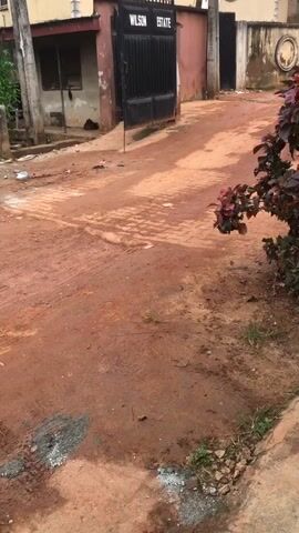 The video shows a dirt road in front of a gated compound labeled "WILSON ESTATE". A young woman in a purple dress and black shoes is walking away from the camera towards the gate. She is carrying a white plastic bag in her left hand and a phone in her right hand. There is red dirt on the road and some patchy green grass growing along the side. A leafy plant with red and green leaves is visible on the right side of the frame. The gate is black and appears to be made of metal. A building is visible behind the gate. The overall lighting suggests it is daytime.