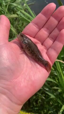 A person's hand is shown holding a small, dark fish. The fish is long and slender with visible fins and a tail. The hand is open, and the fish is resting on the palm. The background consists of lush green grass and the surface of a body of water. In the subsequent frames, the hand is brought closer to the water, and the fish is released back into the water. A ripple effect is visible on the water's surface after the fish is submerged. The environment appears to be a natural outdoor setting, likely a riverbank or a lakeside, with abundant vegetation.